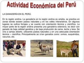 LA GANADERÍA EN EL PERÚ.
En la región andina. La ganadería en la región andina es amplia, se practica en
zonas donde existen pastos naturales y en los valles interandinos. En algunos
lugares se cultiva forrajes y se cuenta con orientación técnica y científica. La
mayor parte de la región andina presenta una ganadería extensiva, es decir con
ganado de baja calidad genética y de baja producción de carne, leche y lana. Se
cría a campo abierto, utilizando pastos naturales y sin una adecuada orientación
técnica – científica. Principalmente se crían ganados como: ovinos, auquénidos,
vacunos, etc.
 