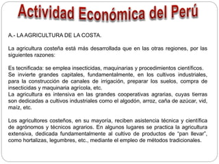 A.- LA AGRICULTURA DE LA COSTA.
La agricultura costeña está más desarrollada que en las otras regiones, por las
siguientes razones:
Es tecnificada: se emplea insecticidas, maquinarias y procedimientos científicos.
Se invierte grandes capitales, fundamentalmente, en los cultivos industriales,
para la construcción de canales de irrigación, preparar los suelos, compra de
insecticidas y maquinaria agrícola, etc.
La agricultura es intensiva en las grandes cooperativas agrarias, cuyas tierras
son dedicadas a cultivos industriales como el algodón, arroz, caña de azúcar, vid,
maíz, etc.
Los agricultores costeños, en su mayoría, reciben asistencia técnica y científica
de agrónomos y técnicos agrarios. En algunos lugares se practica la agricultura
extensiva, dedicada fundamentalmente al cultivo de productos de “pan llevar”,
como hortalizas, legumbres, etc., mediante el empleo de métodos tradicionales.
 