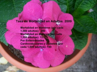 Tasa de Mortalidad en Adultos. 2009
Mortalidad en Hombres (por cada
1,000 adultos): 280
Mortalidad en Mujeres (por cada
1,000 adultas): 151
Por Enfermedades
Cardiovasculares y Diabetes (por
cada 1,000 adultos): 190
 
