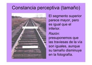 Constancia perceptiva (tamaño)
                El segmento superior
                parece mayor, pero
                es igual que el
                inferior.
                Razón:
                presuponemos que
                las traviesas de la vía
                son iguales, aunque
                su tamaño disminuye
                en la fotografía.
 