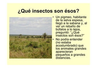 ¿Qué insectos son ésos?
             • Un pigmeo, habitante
               de la selva espesa,
               llegó a la sabana y, al
               ver un rebaño de
               búfalos a lo lejos,
               preguntó: “¿Qué
               insectos son ésos?”
             • No podía entender
               (no estaba
               acostumbrado) que
               los animales grandes
               aparecieran
               pequeños a grandes
               distancias.
 