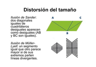 Distorsión del tamaño
Ilusión de Sander:
dos diagonales
iguales de
cuadriláteros
desiguales aparecen
como desiguales (AB
y BC son iguales).

Ilusión de Müller-
Lyell: un segmento
igual que otro parece
mayor si de sus
extremos parten
líneas divergentes.
 