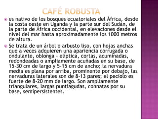  es nativo de los bosques ecuatoriales del África, desde
  la costa oeste en Uganda y la parte sur del Sudán, de
  la parte de África occidental, en elevaciones desde el
  nivel del mar hasta aproximadamente los 1000 metros
  de altura.
 Se trata de un árbol o arbusto liso, con hojas anchas
  que a veces adquieren una apariencia corrugada o
  ondulante, oblonga – elíptica, cortas, acuminadas,
  redondeadas o ampliamente acuñadas en su base, de
  15-30 cm de largo y 5-15 cm de ancho; la nervadura
  media es plana por arriba, prominente por debajo, las
  nervaduras laterales son de 8-13 pares; el peciolo es
  fuerte de 8-20 mm de largo. Son ampliamente
  triangulares, largas puntiagudas, connatas por su
  base, semipersistentes.
 