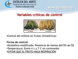 www.ucn.edu.co
         Variables críticas de control




•Control del etileno en frutas climatéricas:

Forma de control:
•Atmósfera modificada: Presencia de menos del15% de O2
•Temperatura: Entre 4 c y 7 C en contenedor
•EVITAR QUE EL FRUTO HAGA RESPIRACIÓN
 