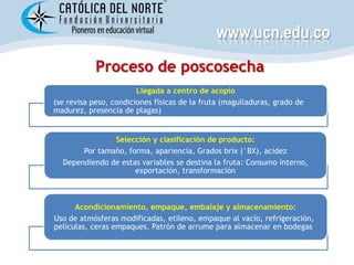 www.ucn.edu.co
            Proceso de poscosecha
                        Llegada a centro de acopio
(se revisa peso, condiciones físicas de la fruta (magulladuras, grado de
madurez, presencia de plagas)


               Selección y clasificación de producto:
       Por tamaño, forma, apariencia, Grados brix (°BX), acidez
  Dependiendo de estas variables se destina la fruta: Consumo interno,
                     exportación, transformación



      Acondicionamiento, empaque, embalaje y almacenamiento:
Uso de atmósferas modificadas, etileno, empaque al vacío, refrigeración,
películas, ceras empaques. Patrón de arrume para almacenar en bodegas
 