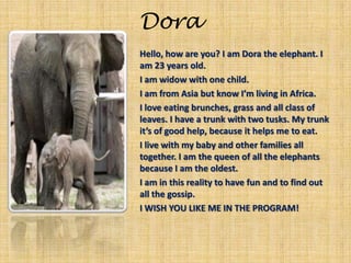 DoraHello, how are you? I am Dora the elephant. I am 23 years old. I am widow with one child.I am from Asia but know I’m living in Africa.   I love eating brunches, grass and all class of leaves. I have a trunk with two tusks. My trunk it’s of good help, because it helps me to eat. I live with my baby and other families all together. I am the queen of all the elephants because I am the oldest. I am in this reality to have fun and to find out all the gossip.I WISH YOU LIKE ME IN THE PROGRAM!