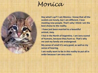 MonicaHey what’s up?! I am Monica. I know that all the ocelots are lonely, but I am different. I love meeting new people. That’s why I think I am the best choise to the reality. I have just been married to a beautiful animal, Joey. I live in the North of Argentina. I am very scared of humans, because they hunt us. That’s why me and my family are endangered. My sense of smell it’s very good, as well as my sense of hearing. I am really want to be in this reality to put all in order because I am very strict.