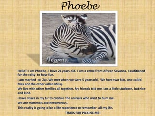 PhoebeHello!! I am Phoebe., I have 21 years old.  I am a zebra from African Savanna. I auditioned for the rality  to have fun. I am married  to  Zac. We met when we were 5 years old.  We have two kids, one called Max and the other called Missy.We live with other families all together. My friends told me I am a little stubborn, but nice and kind.I have stipes in my fur to confuse the animals who want to hunt me. We are mammals and herbivorous.This reality is going to be a life experience to remember  all my life. THAKS FOR PICKING ME!