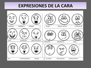 EXPRESIONES DE LA CARA 