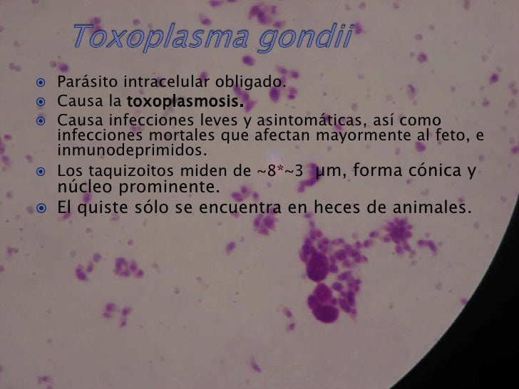 Los anticuerpos sumarios a las lamblias el resultado positivo