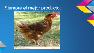 Siempre el mejor producto. 
 
