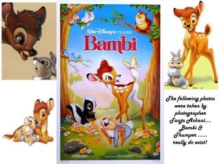 The following photos were taken by photographer  TanjaAskani.... Bambi & Thumper ...... really do exist!  