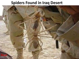 Spiders Found in Iraq Desert Real 