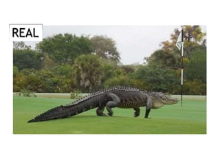 Fake Powerpoint Story Cover Viral Photos: Real or Fake? Powerpoint Presentation | PPT