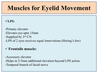 Muscles for Eyelid Movement
LPS:
-Primary elevator
-Elevates eye upto 15mm
-Supplied by 3rd CN
-LPS of 2 eyes receives equal innervations (Hering’s law)
 Frontalis muscle:
-Accessory elevator
-Helps in 3-5mm additional elevation beyond LPS action
-Temporal branch of facial nerve
 
