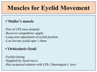 Muscles for Eyelid Movement
Muller’s muscle
-Part of LPS (non striated)
-Receives sympathetic supply
-Long term adjustment of eyelid position
-Can elevate eyelid upto 1-4mm
Orbicularis Oculi
-Eyelid closing
-Supplied by facial nerve
-Has reciprocal relation with LPS ( Sherrington’s law)
 