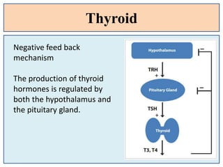 Thyroid
Negative feed back
mechanism
The production of thyroid
hormones is regulated by
both the hypothalamus and
the pituitary gland.
 