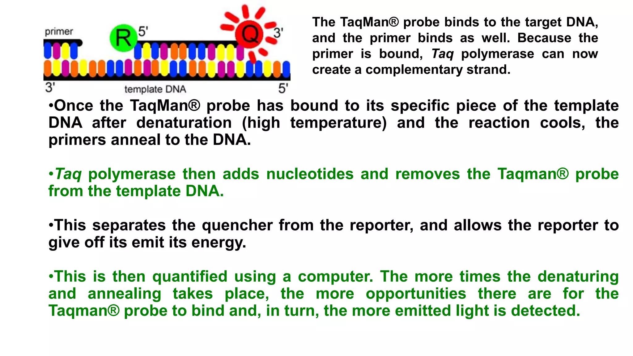 •Once the TaqMan® probe has bound to its specific piece of the template
DNA after denaturation (high temperature) and the reaction cools, the
primers anneal to the DNA.
•Taq polymerase then adds nucleotides and removes the Taqman® probe
from the template DNA.
•This separates the quencher from the reporter, and allows the reporter to
give off its emit its energy.
•This is then quantified using a computer. The more times the denaturing
and annealing takes place, the more opportunities there are for the
Taqman® probe to bind and, in turn, the more emitted light is detected.
The TaqMan® probe binds to the target DNA,
and the primer binds as well. Because the
primer is bound, Taq polymerase can now
create a complementary strand.
 