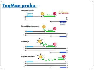 Real time PCR | PPTX