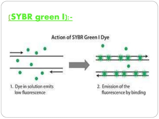 Real time PCR | PPTX