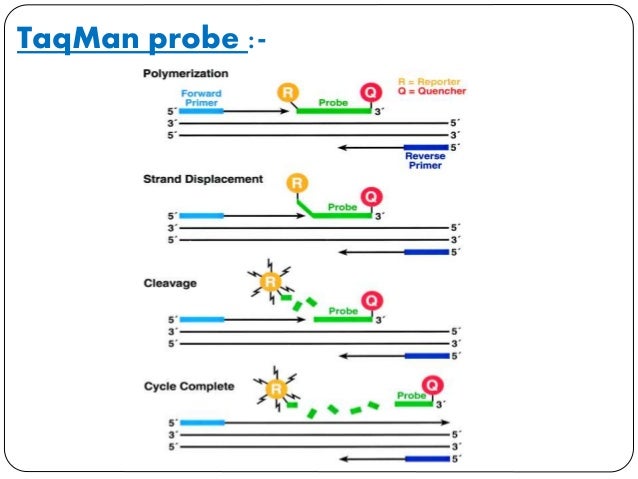 real time pcr real time pcr