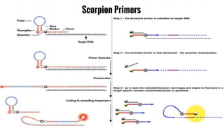 Scorpion Primers
 