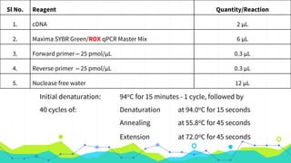 Initial denaturation: 94oC for 15 minutes - 1 cycle, followed by
40 cycles of: Denaturation at 94.0oC for 15 seconds
Annealing at 55.8oC for 45 seconds
Extension at 72.0oC for 45 seconds
Sl No. Reagent Quantity/Reaction
1. cDNA 2 µL
2. Maxima SYBR Green/ROX qPCR Master Mix 6 µL
3. Forward primer – 25 pmol/µL 0.3 µL
4. Reverse primer – 25 pmol/µL 0.3 µL
5. Nuclease free water 12 µL
 
