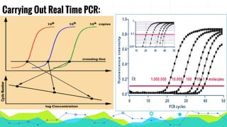 Carrying Out Real Time PCR:
 