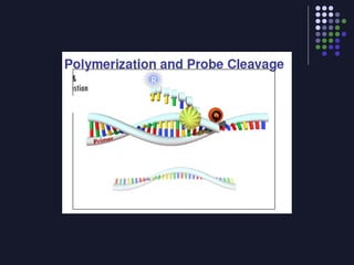 Introduction Real Time Pcr Real time pcr | PPT