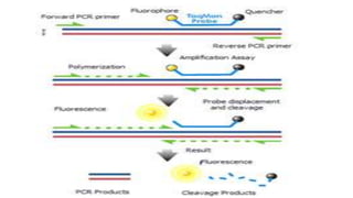 Real time pcr | PPTX
