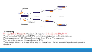 2- Annealing
For around 20 to 40 seconds, the reaction temperature is decreased to 54 to 60 °C.
The primers attach to the template DNA’s complimentary sequences in this circumstance.
Primer sequences are 20–30 bases long, single-strand DNA or RNA segments.
They act as the precursor in the production of DNA.
There are two primers—a forward primer and a reverse primer—the two separated strands run in opposing
directions.
 