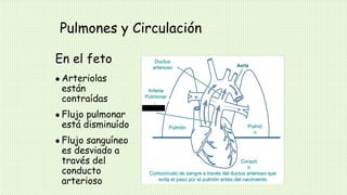 Pulmones y Circulación
En el feto
 Arteriolas
están
contraídas
 Flujo pulmonar
está disminuído
 Flujo sanguíneo
es desviado a
través del
conducto
arterioso
Ductus
arterioso
Pulmó
n
Pulmón
Arteria
Pulmonar
Cortocircuito de sangre a través del ductus arterioso que
evita el paso por el pulmón antes del nacimiento
Corazó
n
 