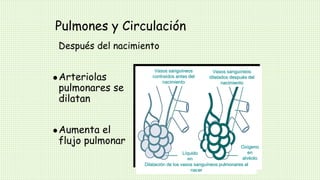 Pulmones y Circulación
 Arteriolas
pulmonares se
dilatan
 Aumenta el
flujo pulmonar
Vasos sanguíneos
contraídos antes del
nacimiento
Vasos sanguíneos
dilatados después del
nacimiento
Líquido
en
alvéolo
Oxígeno
en
alvéolo
Dilatación de los vasos sanguíneos pulmonares al
nacer
Después del nacimiento
 