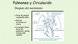 Pulmones y Circulación
 Nivel de sangre
oxigenada sube
 Ductus
arterioso en
cierre
 La sangre fluye
hacia los
pulmones, donde
recoge más
oxígeno
Cierre del conducto arterioso luego del nacimiento. El
flujo sanguíneo pulmonar aumenta
Ductus
arteriosoen cierre
Sangre enriquecida con
oxígeno en aorta
Pulmón Pulmón
Corazón
Arteria
pulmona
r
Después del nacimiento
 