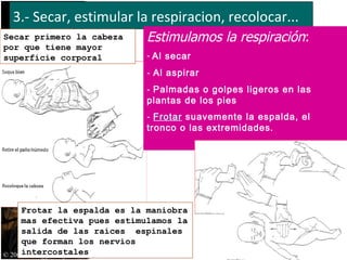 3.- Secar, estimular la respiracion, recolocar... Estimulamos la respiración :   Al secar  Al aspirar Palmadas o golpes ligeros en las plantas de los pies Frotar  suavemente la espalda, el tronco o las extremidades . © 2005 AAP/AHA Frotar la espalda es la maniobra mas efectiva pues estimulamos la salida de las raíces  espinales que forman los nervios intercostales Secar primero la cabeza por que tiene mayor superficie corporal 