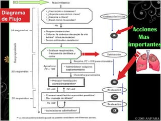 © 2005 AAP/AHA Diagrama de Flujo Acciones Mas  importantes 