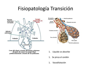 Fisiopatología Transición Líquido se absorbeSe pinza el cordón Vasodilatación