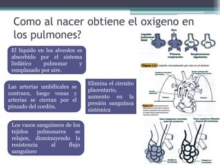 Como al nacer obtiene el oxigeno en
los pulmones?
El liquido en los alveolos es
absorbido por el sistema
linfático pulmonar y
remplazado por aire.
Las arterias umbilicales se
contraen, luego venas y
arterias se cierran por el
pinzado del cordón.
Los vasos sanguíneos de los
tejidos pulmonares se
relajen, disminuyendo la
resistencia al flujo
sanguíneo
Elimina el circuito
placentario,
aumento en la
presión sanguínea
sistémica
 