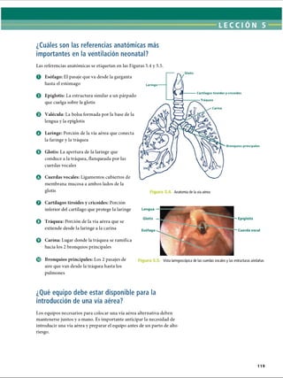LECCI ON 5
¿Cuáles son las referencias anatómicas más
importantes en la ventilación neonatal?
Las referencias anatómicas se etiquetan en las Figuras 5.4 y 5.5.
o
©
©
O
0
O
Esófago: El pasaje que va desde la garganta
hasta el estómago
Epiglotis: La estructura similar a un párpado
que cuelga sobre la glotis
Valécula: La bolsa formada por la base de la
lengua y la epiglotis
Laringe: Porción de la vía aérea que conecta
la faringe y la tráquea
Glotis: La apertura de la laringe que
conduce a la tráquea, flanqueada por las
cuerdas vocales
Cuerdas vocales: Ligamentos cubiertos de
membrana mucosa a ambos lados de la
glotis
Glotis
Laringe
Cartílagos tiroides y cricoides
Tráquea
Carina
Bronquios principales
Anatomía de la vía aérea
O Cartílagos tiroides y cricoides: Porción
inferior del cartílago que protege la laringe
O Tráquea: Porción de la vía aérea que se
extiende desde la laringe a la carina
O Carina: Lugar donde la tráquea se ramifica
hacia los 2 bronquios principales
© Bronquios principales: Los 2 pasajes de
aire que van desde la tráquea hasta los
pulmones
Lengua
Glotis
Esófago
Epiglotis
Cuerda vocal
Vista laringoscópica de las cuerdas vocales y las estructuras aledañas
¿Qué equipo debe estar disponible para la
introducción de una vía aérea?
Los equipos necesarios para colocar una vía aérea alternativa deben
mantenerse juntos y a mano. Es importante anticipar la necesidad de
introducir una vía aérea y preparar el equipo antes de un parto de alto
riesgo.
119
ERRNVPHGLFRVRUJ
 
