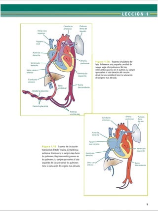 Conducto Pulmón
arterioso lleno de
Agujero
oval
Aurícula
derecha
Ventrículo
derecho
Arteria
pulmonar
Hacia la placenta
Arterias
umbilicales
Vena cava
superior
líquido
Vena cava
inferior
Ventrículo
izquierdo
Conducto
venoso
Aorta
descendente
Figura 1A. Trayecto circulatorio del
feto: Solamente una pequeña cantidad de
sangre viaja a los pulmones. No hay
intercambio gaseoso en el pulmón. La sangre
que vuelve al lado derecho del corazón
desde la vena umbilical tiene la saturación
de oxígeno más elevada.
Figura 1.1B. Trayecto de circulación
transicional: El bebé respira, la resistencia
pulmonar disminuye y la sangre viaja hacia
los pulmones. Hay intercambio gaseoso en
los pulmones. La sangre que vuelve al lado
izquierdo del corazón desde los pulmones
tiene la saturación de oxígeno más elevada.
Aurícula
derecha
Aorta
descendente
Vena cava
inferior
Agujero
oval cerrado
Conducto
arterioso
Arteria
pulmonar
Pulmón
lleno
de aire
Ventrículo
derecho
Ventrículo
izquierdo
5
ERRNVPHGLFRVRUJ
 