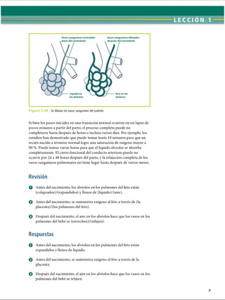 Vasos sanguíneos contraídos
antes del nacimiento
Líquido en
los alvéolos
Vasos sanguíneos dilatados
después del nacimiento
Aire en los
alvéolos
F ig ir : 1 2B Se dilatan los vasos sanguíneos del pulmón.
Si bien los pasos iniciales en una transición normal ocurren en un lapso de
pocos minutos a partir del parto, el proceso completo puede no
completarse hasta después de horas o incluso varios días. Por ejemplo, los
estudios han demostrado que puede tomar hasta 10 minutos para que un
recién nacido a término normal logre una saturación de oxígeno mayor a
90 %. Puede tomar varias horas para que el líquido alveolar se absorba
completamente. El cierre funcional del conducto arterioso puede no
ocurrir por 24 a 48 horas después del parto, y la relajación completa de los
vasos sanguíneos pulmonares no tiene lugar hasta después de varios meses.
Revisión
O Antes del nacimiento, los alvéolos en los pulmones del feto están
(colapsados)/(expandidos) y llenos de (líquido)/(aire).
0 Antes del nacimiento, se suministra oxígeno al feto a través de (la
placenta)/(los pulmones del feto).
0 Después del nacimiento, el aire en los alvéolos hace que los vasos en los
pulmones del bebé se (estrechen)/(relajen).
Respuestas
O Antes del nacimiento, los alvéolos en los pulmones del feto están
expandidos y llenos de líquido.
0 Antes del nacimiento, se suministra oxígeno al feto a través de la
placenta.
0 Después del nacimiento, el aire en los alvéolos hace que los vasos en los
pulmones del bebé se relajen.
ERRNVPHGLFRVRUJ
 