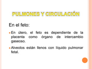 Pulmones Y CirculaciónEn el feto:En útero, el feto es dependiente de la placenta como órgano de intercambio gaseoso.