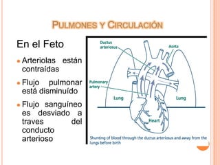 Alveolos están llenos con líquido pulmonar fetal.Pulmones y CirculaciónEn el FetoArteriolas están contraídas