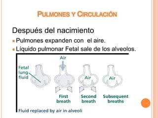 Flujo pulmonar está disminuído