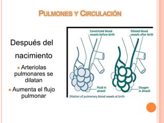 Flujo sanguíneo es desviado a traves del conducto arteriosoPulmones y CirculaciónDespués del nacimientoPulmones expanden con  el aire.