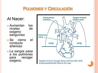 Líquido pulmonar Fetal sale de los alveolos.Pulmones y CirculaciónDespués del nacimientoArteriolas pulmonares se dilatan