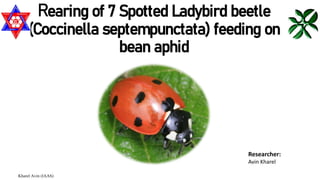 Rearing of 7 Spotted Ladybird beetle
(Coccinella septempunctata) feeding on
bean aphid
Researcher:
Avin Kharel
Kharel Avin (IAAS)
 