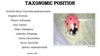 Rearing of 7 Spotted Ladybird beetle (Coccinella.pdf