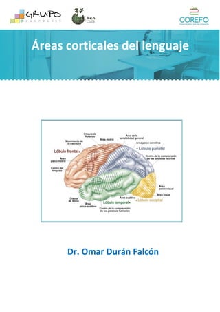 Áreas corticales del lenguaje
Dr. Omar Durán Falcón
 