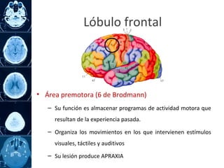 • Área premotora (6 de Brodmann)
– Su función es almacenar programas de actividad motora que
resultan de la experiencia pasada.
– Organiza los movimientos en los que intervienen estímulos
visuales, táctiles y auditivos
– Su lesión produce APRAXIA
Lóbulo frontal
 